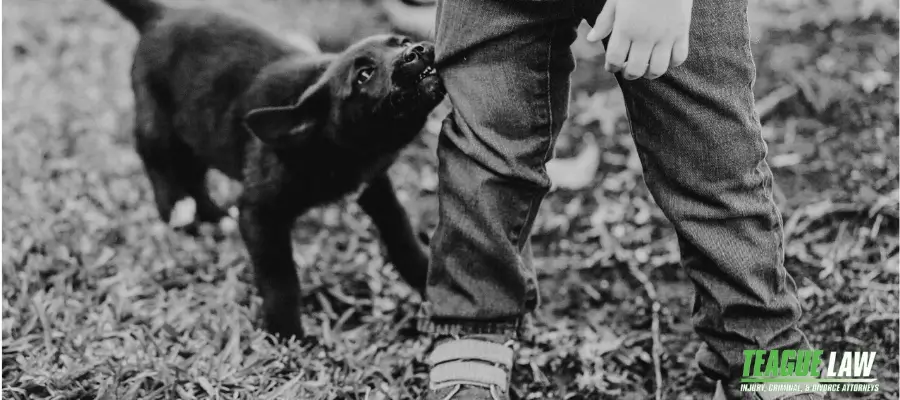 Ellijay Dog Bite Lawyer